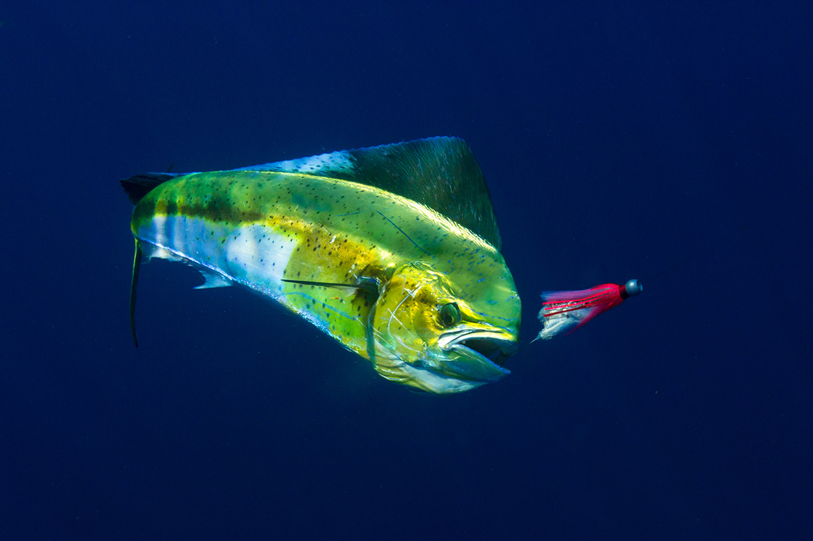 Mahi fights the pull of the reel after taking a trolled lure.